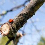 Besiskleidžiantis pavasaris – bene žaviausias metas gamtoje. Miesto parkai jau gaudžia nuo paukščių čiulbėjimo, miško paklotes mėlynai nudažė žibuoklės, gėlynuose prie namų baltuoja į saulę besistiebiančios snieguolės, kasdieną vis daugiau šilumos į žemę siunčia pavasario saulė.