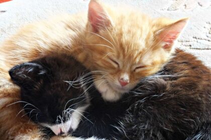 Kupiškio policijos pareigūnams teks tirti žiauraus elgesio su gyvūnais atvejį.