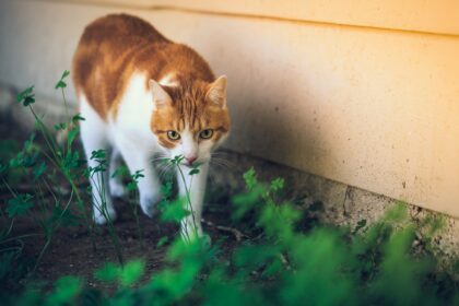 Nutirpus sniegui atsiveria ne tik per žiemą susikaupusios šiukšlės, bet ir dažniau matomi šunų ekskrementai.