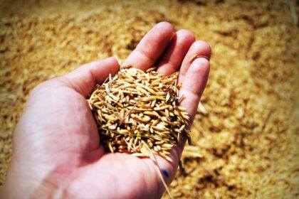 Žemės ūkio ministerija skelbia viešąjį konkursą parduoti iš AB „Jonavos grūdai“ 774,04 t I klasės 2007 metų derliaus, 7 789,00 t I klasės 2008 metų derliaus, 4 336,30 t I klasės 2009 metų derliaus rugių, 1 119,55 t II klasės 2007 metų derliaus, 5 909,93 t II klasės 2011 metų derliaus kviečių, 4 t 2008 metų cukraus bei 1 t 2008 metų druskos.