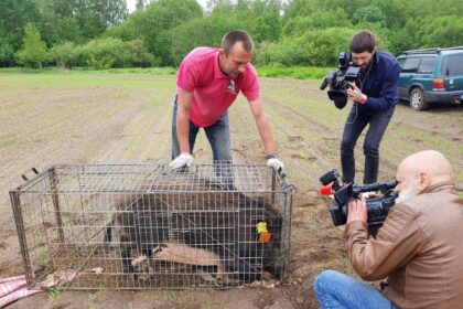 Į patį Vilniaus senamiestį prieš tris savaites nežinia iš kur atklydęs ir gyventojų Verygos vardu pramintas šernas dabar jau gyvena Panevėžio rajone. Į laukinę gamtą išgarsėjęs knyslys paleistas ties Ramygala. Miesto šurmulį pamėgęs gyvūnas čia nuo šiol tarnaus mokslui.