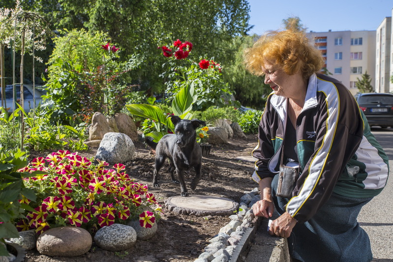 Dvejus metus kaimynus savo sukurtu gėlynu džiuginusi Janina Stankevičienė pasiryžusi šį grožį naikinti. V. BULAIČIO nuotr.