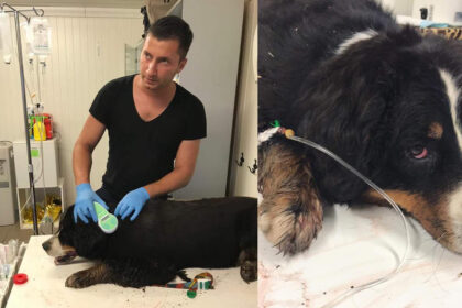 Žiaurumui, regis, ribų nėra. Kaizerlingo miškelyje, atokiau nuo pagrindinių kelių, krūmuose rastą merdėjantį Bernozenenhundų veislės šunį išgelbėję žmonės vietoje padėkos iš keturkojo šeimininkų sulaukė puolimo.