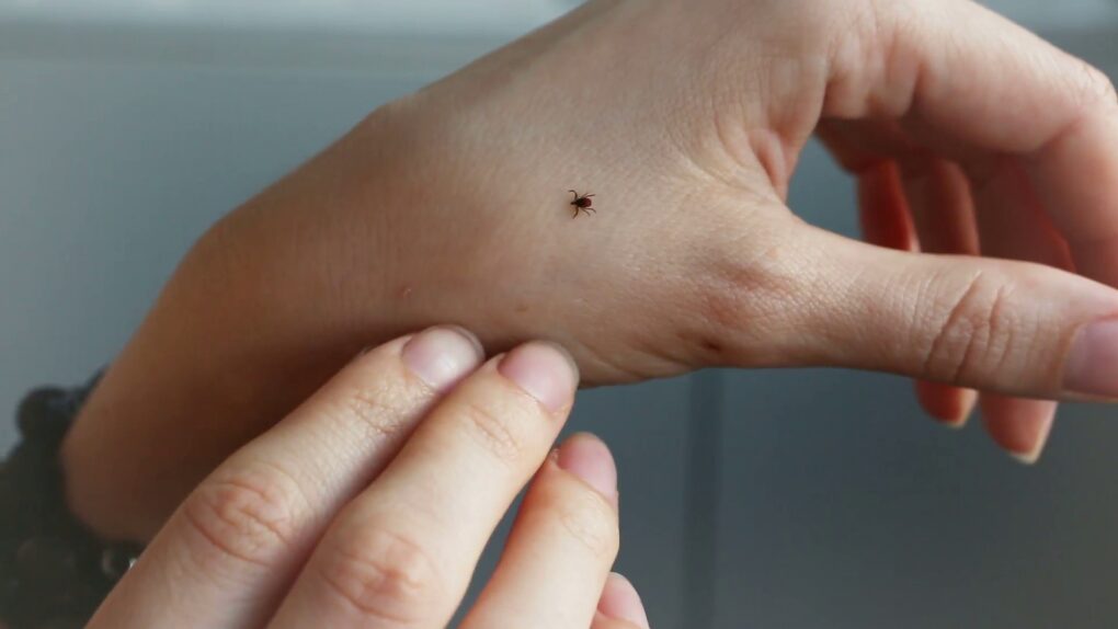 Nacionalinio visuomenės sveikatos centro prie Sveikatos apsaugos ministerijos Panevėžio departamentas (NVSC Panevėžio departamentas) informuoja, kad Panevėžio regione šiais metais sausio - gegužės mėn. užregistruota 60 Laimo ligos atvejų.