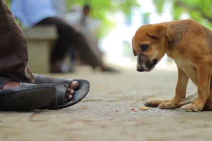 Kupiškio gyventoja į policijos paregūnus kreipėsi dėl savo augintinio.