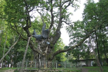 Šeši Panevėžio rajono atstovai tapo projekto „Tautos šimtamečiai ąžuolai“ nominantais. Ši žinia paskelbta šventėje, kuri vyko vakar, Mažojoje kultūros sostinėje – Vaškų miestelyje Pasvalio rajone.