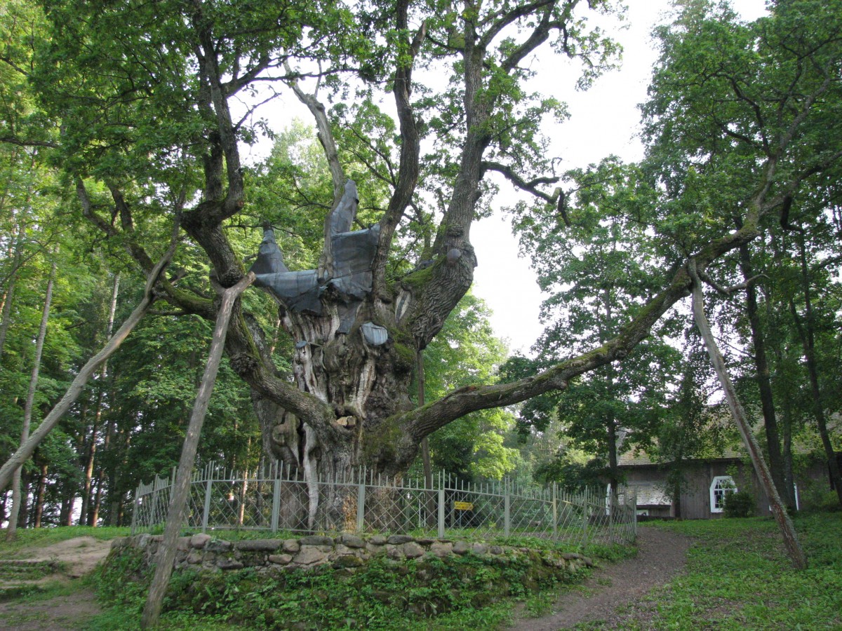 Šeši Panevėžio rajono atstovai tapo projekto „Tautos šimtamečiai ąžuolai“ nominantais. Ši žinia paskelbta šventėje, kuri vyko vakar, Mažojoje kultūros sostinėje – Vaškų miestelyje Pasvalio rajone.