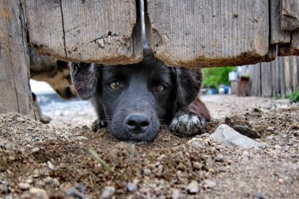 Nors Baudžiamajame kodekse nurodyta, kad už žiaurų elgesį su gyvūnais gresia iki vienerių metų nelaisvės, atvejų, kuomet smurto aukomis pasirenkami keturkojai – apstu.