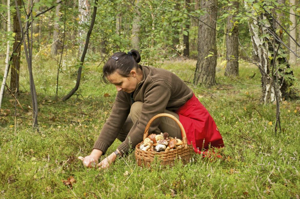 Prasidėjus grybavimo sezonui, medikai ragina neeksperimentuoti ir rinkti tik gerai žinomus grybus.
