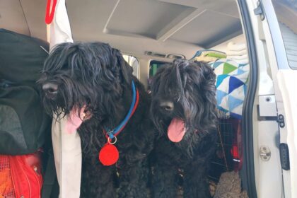 Muitinės pareigūnai labiau pratę prie situacijų, kai jų keturkojai augintiniai aptinka cigarečių ar narkotikų kontrabandą. Tačiau vakar Lavoriškių kelio poste susidurta su mėginimu kontrabanda gabenti prisidengus šunimis.
