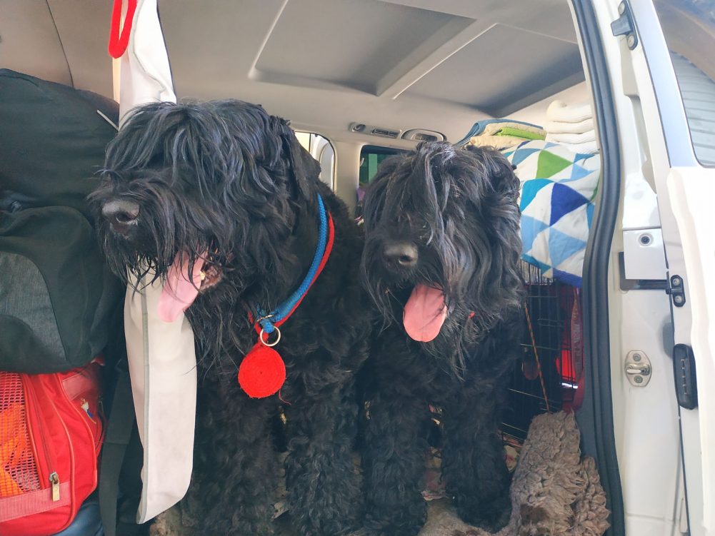 Muitinės pareigūnai labiau pratę prie situacijų, kai jų keturkojai augintiniai aptinka cigarečių ar narkotikų kontrabandą. Tačiau vakar Lavoriškių kelio poste susidurta su mėginimu kontrabanda gabenti prisidengus šunimis.