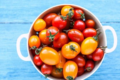 Anksčiau buvo manoma, kad pomidorai netinka vyresniems žmonėms. Mat juose yra oksalo rūgšties. Tačiau dabar mokslininkai tai paneigė.