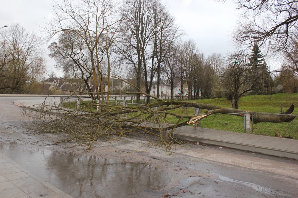 Trečiadienio vakarą visoje šalyje siautėjęs itin smarkus vėjas uždavė darbo ir Panevėžio ugniagesiams. Šiems teko vykti vieną paskui kitą šalinti ant kelių nuvirtusius medžius.