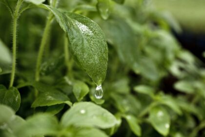 Apie šį augalą yra girdėję daugelis, besidomintys sveiku maistu. Tai saldžioji stevija. Stevija stipri priemonė, kovojanti su inkstų akmenimis.