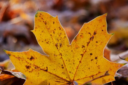 Šeštadienį iš pietų slenkantis ciklonas dar grybštelės Lietuvą savo lietingąja dalimi.