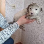 GYVŪNŲ GLOBOS DRAUGIJOS SAVANORIŲ nuotraukos