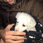 GYVŪNŲ GLOBOS DRAUGIJOS SAVANORIŲ nuotraukos