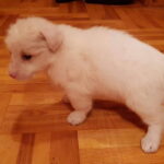 GYVŪNŲ GLOBOS DRAUGIJOS SAVANORIŲ nuotraukos