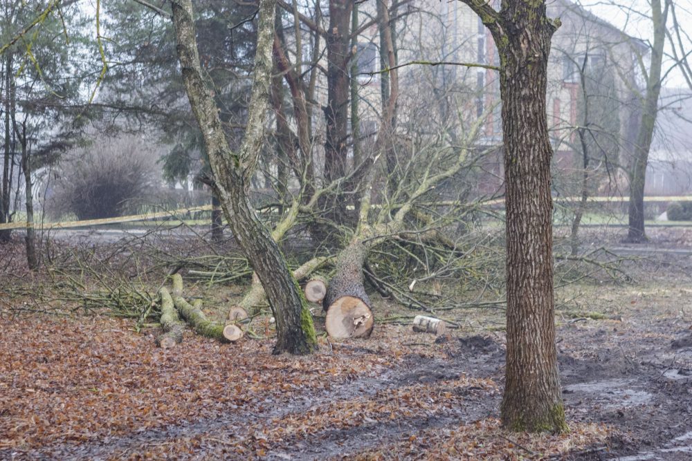 Panevėžio pašonėje įsikūrusioje Velžio gyvenvietėje verda grandioziniai darbai: jau vasarą velžiečiai galės džiaugtis net dviem atnaujintomis maudyklomis, prie daugiabučių išdygs naujos vaikų žaidimo aikštelės, atsiras net sporto aikštynas ir lauko klasė prie gimnazijos. Tačiau kai kurie vietos gyventojai lieja apmaudą ir ašaras.