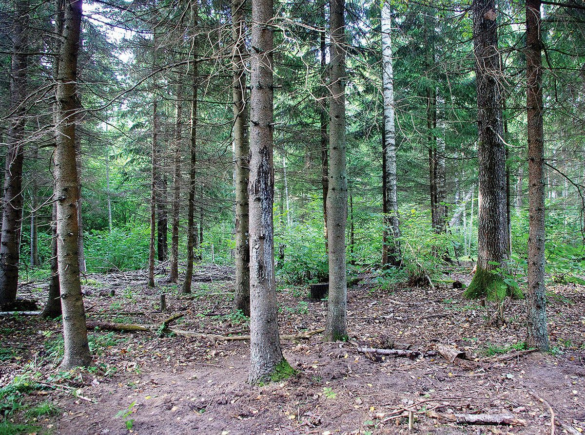 Darbas miške yra pavojingas, klaidos ar neatsargumas kartais kainuoja labai brangiai. Ypač, jei dirbama apsvaigus nuo alkoholio.