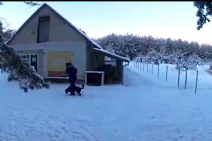 Išsiaiškinti, kas sekmadienio vakarą savavališkai iš gyvūnų prieglaudos Kaimiškyje išsivedė po operacijos dar tik gyjančią kalytę, ilgai netruko.