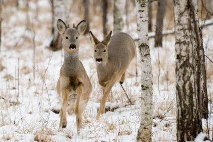 Pastaruoju metu laukuose ir pamiškėse dažnokai matomi nemaži stirnų būriai. Medžiotojai tvirtina, jog šių gyvūnų skaičius dar nėra drastiškai išaugęs – į atviras vietoves juos gena ne tik alkis, verčiantis ieškoti želmenų, bet ir Panevėžio krašto miškuose grėsmingai auganti vilkų populiacija. Šių plėšrūnų jau pastebima ir ten, kur niekada nebuvę.