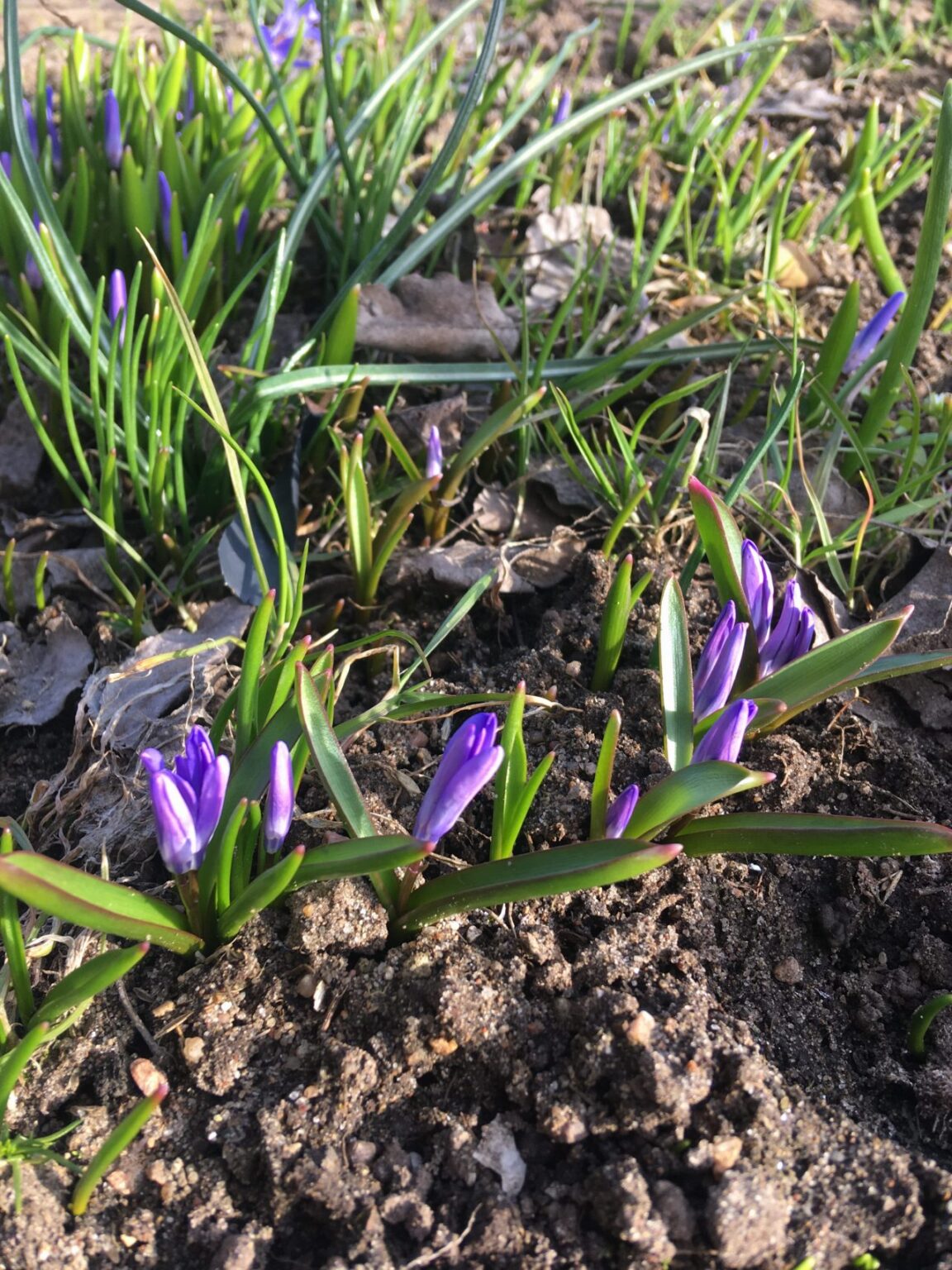 Pavasarinis vėjas visą savaitgalį gainiojo kepsnių kvapus, užsilikusius pernykščius lapus ir žmonių jausmus.