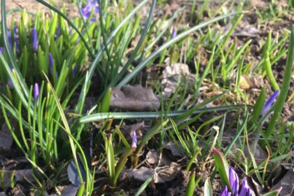 Pavasarinis vėjas visą savaitgalį gainiojo kepsnių kvapus, užsilikusius pernykščius lapus ir žmonių jausmus.