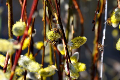 Artimiausiomis dienomis mūsų šalies orams įtakos labiausiai turės anticiklonas, kurio centras suksis ties Skandinavijos pusiasaliu.