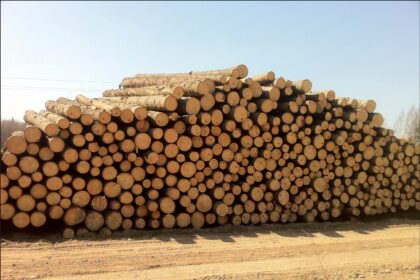 Miškuose benzininių variklių burzgimą keičia gamtos garsai – stoja medienos prekyba, o kartu ir medžių kirtimas bei gabenimas. Miškininkai pripažįsta, kad į jų verslą kelią skinasi krizė. Ginklus jau deda ir Panevėžio regiono miškų darbininkai. Bet užtat dabar yra geriausia ieškoti pigesnių malkų.