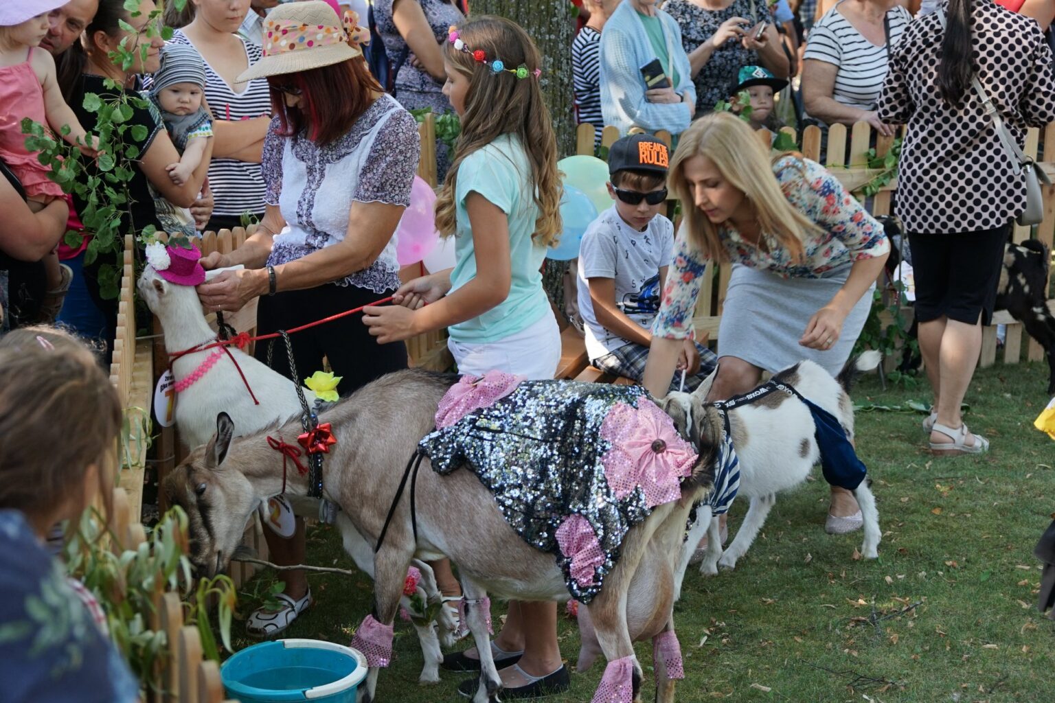 649-erių metų gimtadienį švenčianti Ramygala po metų pertraukos vėl visus sukvietė į jau tradicija tapusį ožkų paradą. Net devynios raguotosios varžėsi, kuri gražiausia ir verčiausia žavaus jaunikaičio. Išrinkti pačią gražiausią ožkelę buvo ne tokia ir lengva užduotis – užsispyrėlės pasipuošusios viena už kitą gražiau ir ant podiumo vaikščiojo kaip tikros princesės. O kaip kitaip, jeigu nugalėtojos laukė iš vytelių pinta karūna ir jaunikaitis. Tiesa, ne gyvas, o - stiklinis.