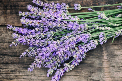 Susidūrę su nemigos problema ją paprastai sprendžiame pasitelkdami migdomuosius vaistus ir pamirštame, kad yra saugesnių, taip pat veiksmingų priemonių nemigai įveikti – gydomosios žolelės.