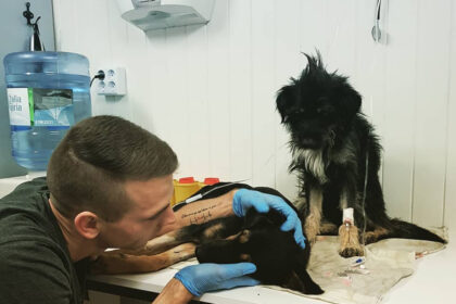 Nors stojantieji į Lietuvos aukštąsias mokyklas jau gali gauti 0,25 papildomo balo už ilgalaikę savanorystę, Panevėžyje į savivaldybės siūlymą įsitraukti į savanoriškos tarnybos programą kol kas atsiliepė vos trys jaunuoliai. Visoje Lietuvoje pagal šią programą savanoriauja arba ją jau yra baigę 180 jaunų žmonių.