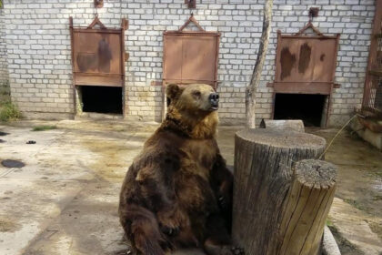 Jau prieš metus aplinkosaugininkų baustą ir iki šiol neužtikrinusį rudųjų meškų laikymo sąlygų normų, VšĮ „Ąžuolyno meškučių cirkas“ direktorių N. Z. Panevėžio apylinkės teismas nubaudė 1300 eurų bauda ir rudosios meškos patino vardu Vipas konfiskavimu.