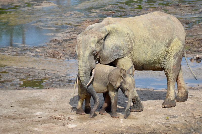 D. PANKEVIČIAUS asmeninio archyvo nuotr.