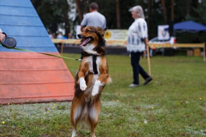 Šeštadienį automobilių eilė nusidriekė link Kaimiškyje įsikūrusių Panevėžio gyvūnų globos draugijos namų. Visi, neabejingi gyvūnams, rinkosi kartu atšvęsti prieglaudos dešimties metų jubiliejų.