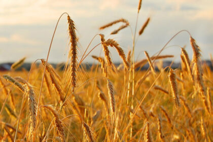 Policija aiškinasi mįslingą vagystę, kurios metu bendrovei padaryti nuostoliai siekia 30 tūkst. eurų.