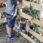 I. STULGAITĖS-KRIUKIENĖS nuotraukos