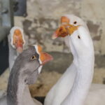 I. STULGAITĖS-KRIUKIENĖS nuotraukos