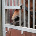 I. STULGAITĖS-KRIUKIENĖS nuotraukos