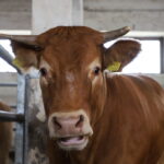 I. STULGAITĖS-KRIUKIENĖS nuotraukos