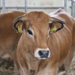 I. STULGAITĖS-KRIUKIENĖS nuotraukos