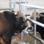 I. STULGAITĖS-KRIUKIENĖS nuotraukos