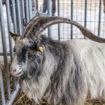 I. STULGAITĖS-KRIUKIENĖS nuotraukos