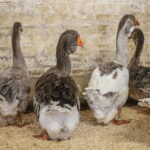 I. STULGAITĖS-KRIUKIENĖS nuotraukos