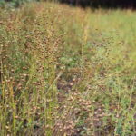 I. STULGAITĖS-KRIUKIENĖS nuotraukos