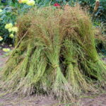 I. STULGAITĖS-KRIUKIENĖS nuotraukos