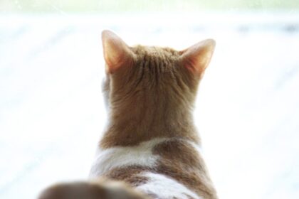 Panevėžio gyvūnų globos draugijos savanoriai net du rytus iš eilės sulaukė netikėtų graudžių „dovanų“.