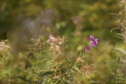 Lietuviai jau nuo seno žino vaistažolių naudą sveikatai, tačiau šiandien ji, deja, yra kiek primiršta.
