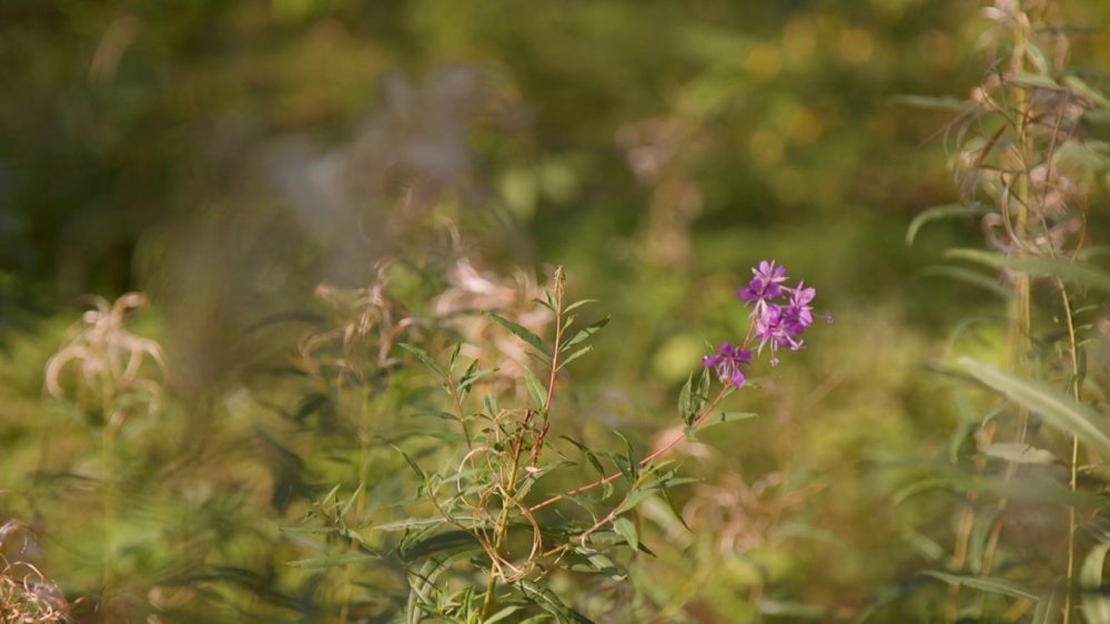 Lietuviai jau nuo seno žino vaistažolių naudą sveikatai, tačiau šiandien ji, deja, yra kiek primiršta.